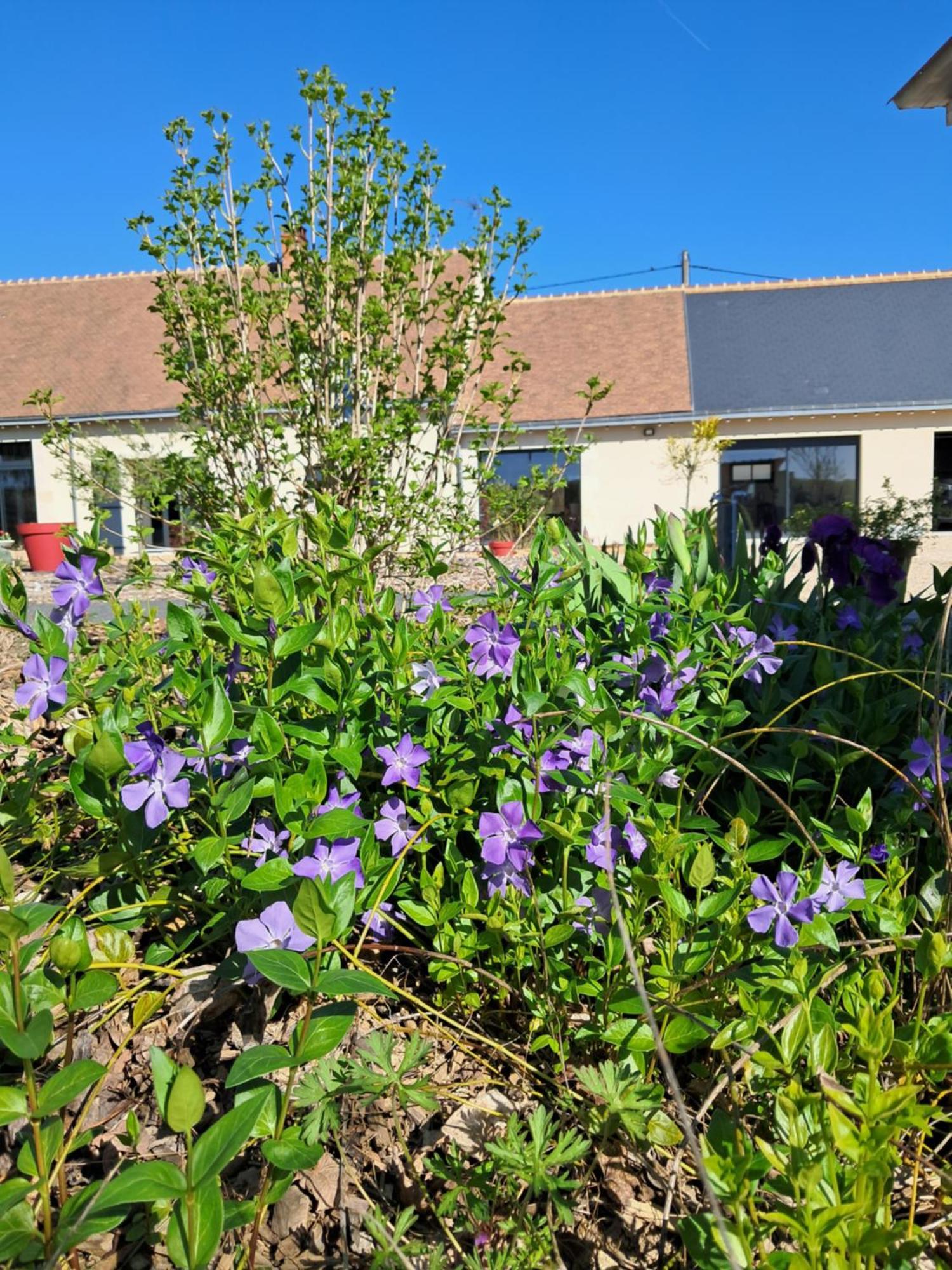 Au Ginkgo Bed & Breakfast Chaumont-sur-Loire Dış mekan fotoğraf